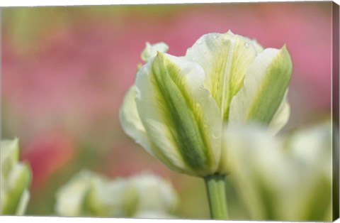 Framed White and Green Tulip Print
