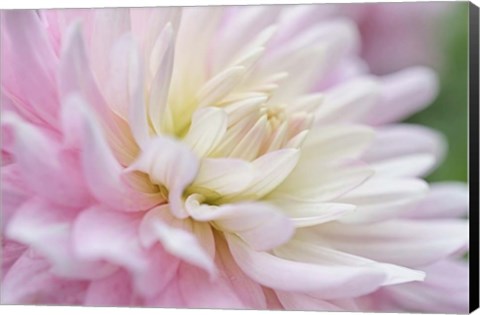 Framed White and Pink Dahlia Print