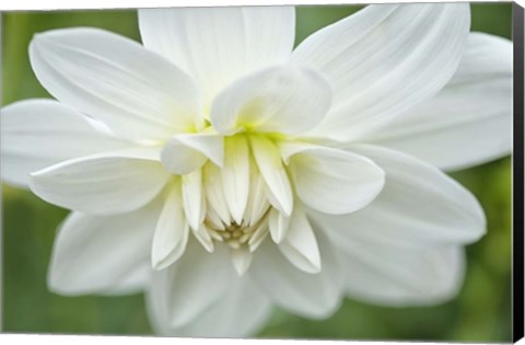 Framed White Dahlia Print