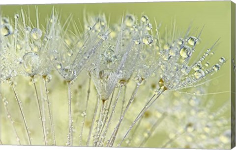 Framed Dandelion Dew I Print