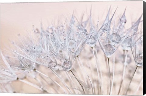 Framed Dandelion Dew II Print