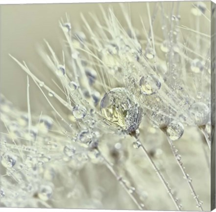 Framed Dandelion Dew III Print