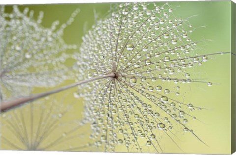 Framed Dewy Dandelion Print