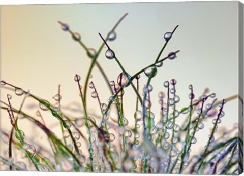 Framed Dewy Grass Print