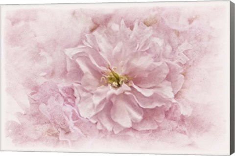 Framed Cherry Blossom Print