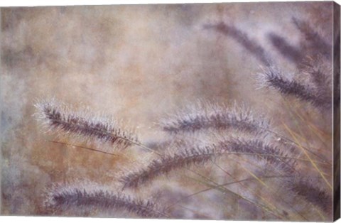 Framed Dew Fox Tail Grass Print