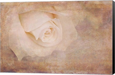 Framed Vintage Rose Card Print