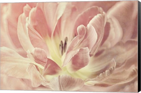 Framed Vintage Tulip Print