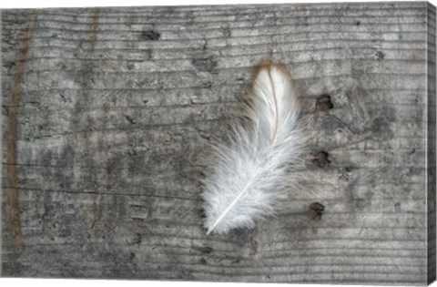 Framed Feather on Rough Wood Print