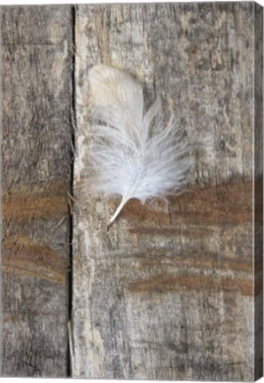 Framed Feather on Wood I Print