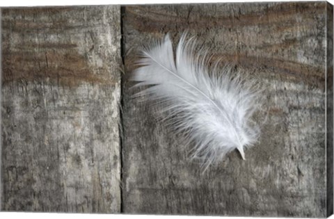 Framed Feather on Wood II Print