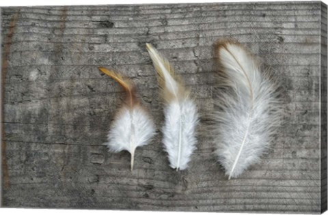 Framed Three Feathers on Wood Print
