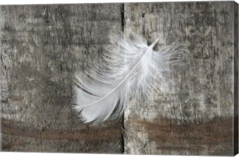 Framed Whilte Feather on Rough Wood Print
