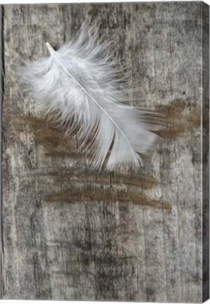 Framed White Feather on Wood Print