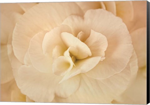 Framed Amber Begonia Flower Print