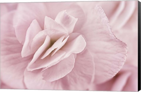 Framed Begonia Flower Print