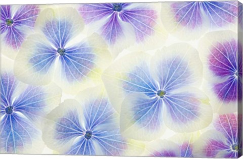 Framed Blue and White Hydrangea Flowers Print
