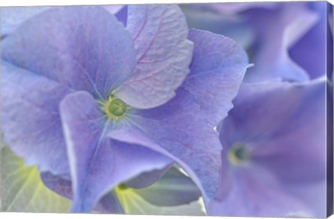 Framed Blue Hortensia Print