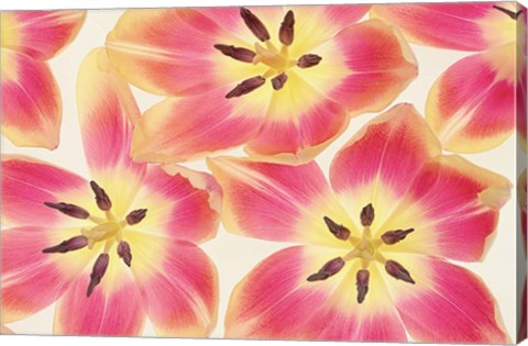 Framed Cerise and Yellow Tulips Print