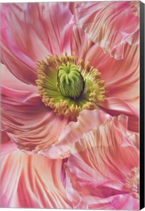 Framed Cerise Pink Poppy Print