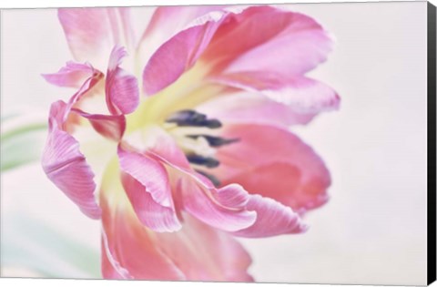 Framed Cerise Tulip Print