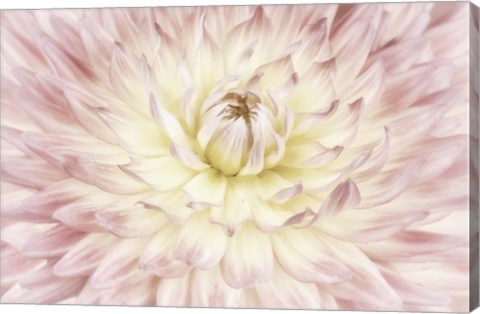 Framed Dahlia Flower Print