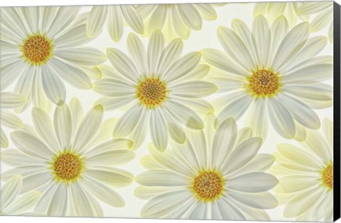 Framed Daisy Flowers Print