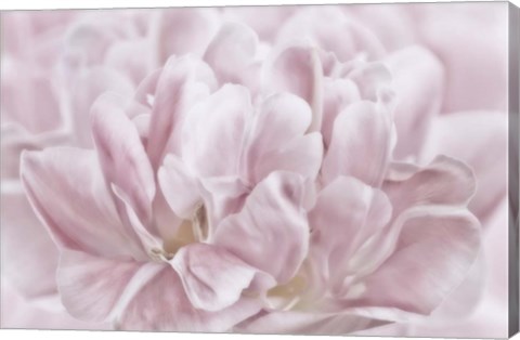 Framed Double Pink Tulip Print