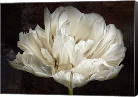 Framed Double White Tulip Print