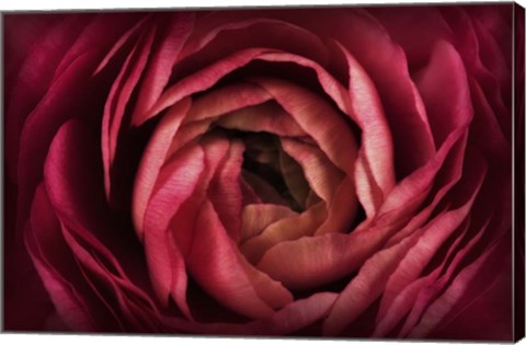 Framed Glowing Ruby Red Ranunculus Print