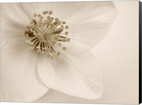 Framed Hellebore Christmas Rose Print