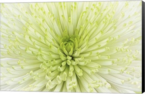 Framed Lime Light Spider Mum Print