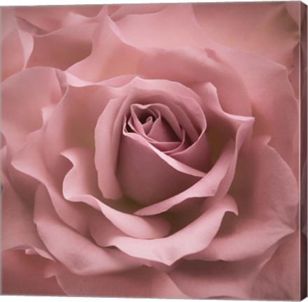 Framed Misty Rose Pink Rose Print