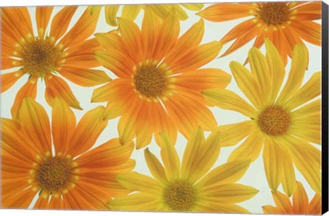 Framed Orange Daisies Print