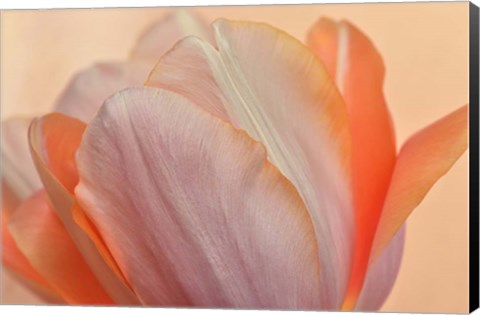 Framed Orange Glowing Tulip Print