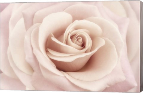 Framed Peach Pink Rose Print