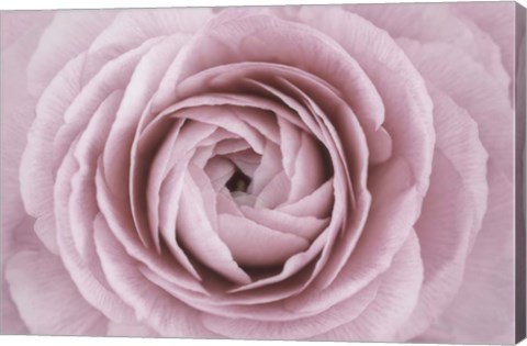 Framed Persian Buttercup Print