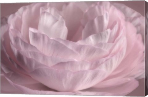 Framed Persian Pink Petals Print