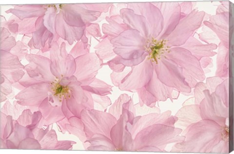 Framed Pink Cherry Blossom Print