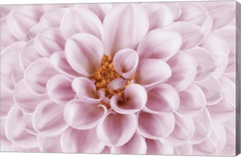 Framed Pink Dahlia Print