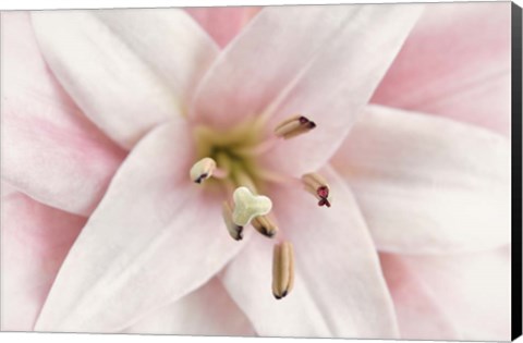 Framed Pink Lily Print