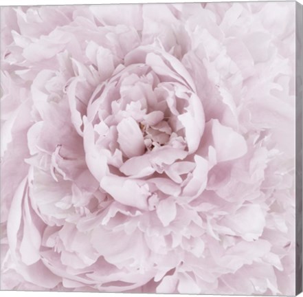 Framed Pink Peony Flower Print