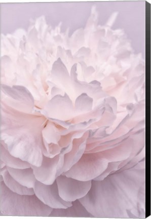 Framed Pink Peony Petals I Print