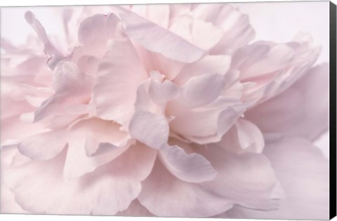 Framed Pink Peony Petals II Print