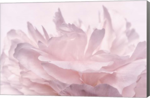 Framed Pink Peony Petals III Print