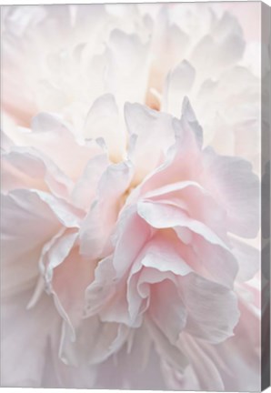 Framed Pink Peony Petals IV Print