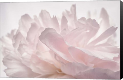 Framed Pink Peony Petals V Print