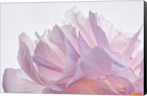 Framed Pink Peony Petals VI Print