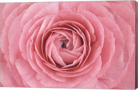 Framed Pink Persian Buttercup Flower Print