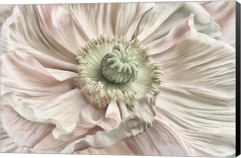 Framed Pink Poppy Print